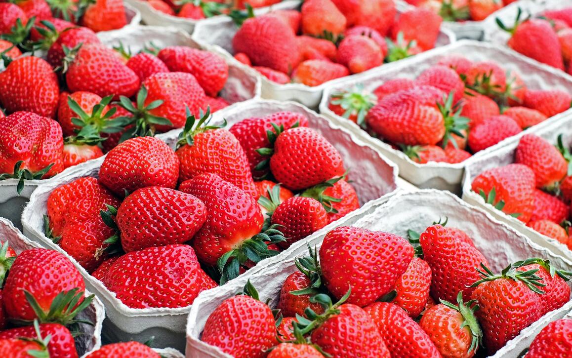 Erdbeeren in Schalen, frisch geerntet