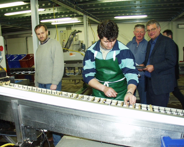 Spargelsortierung im Jahr 2001