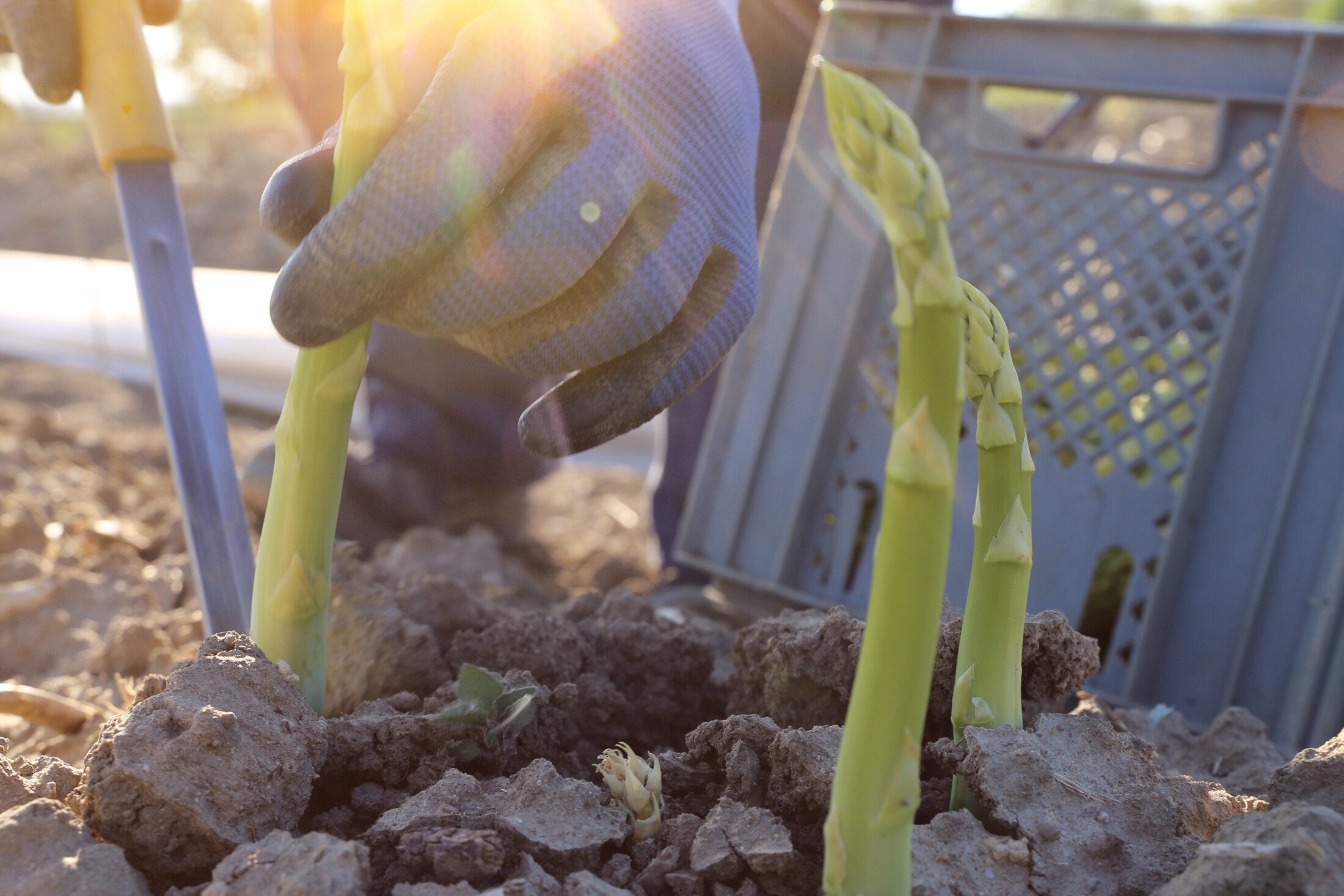 Frisch gestochener Spargel auf dem Feld